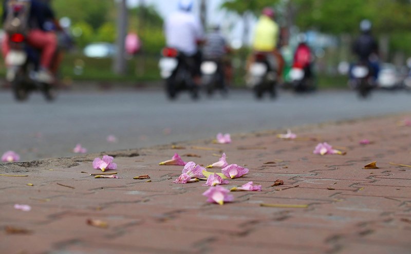 Ngắm[-]hoa[-]kèn[-]hồng[-]nở[-]rộ[-]giữa[-]Sài[-]Gòn